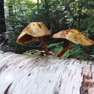 Meet your Posher, Joshua